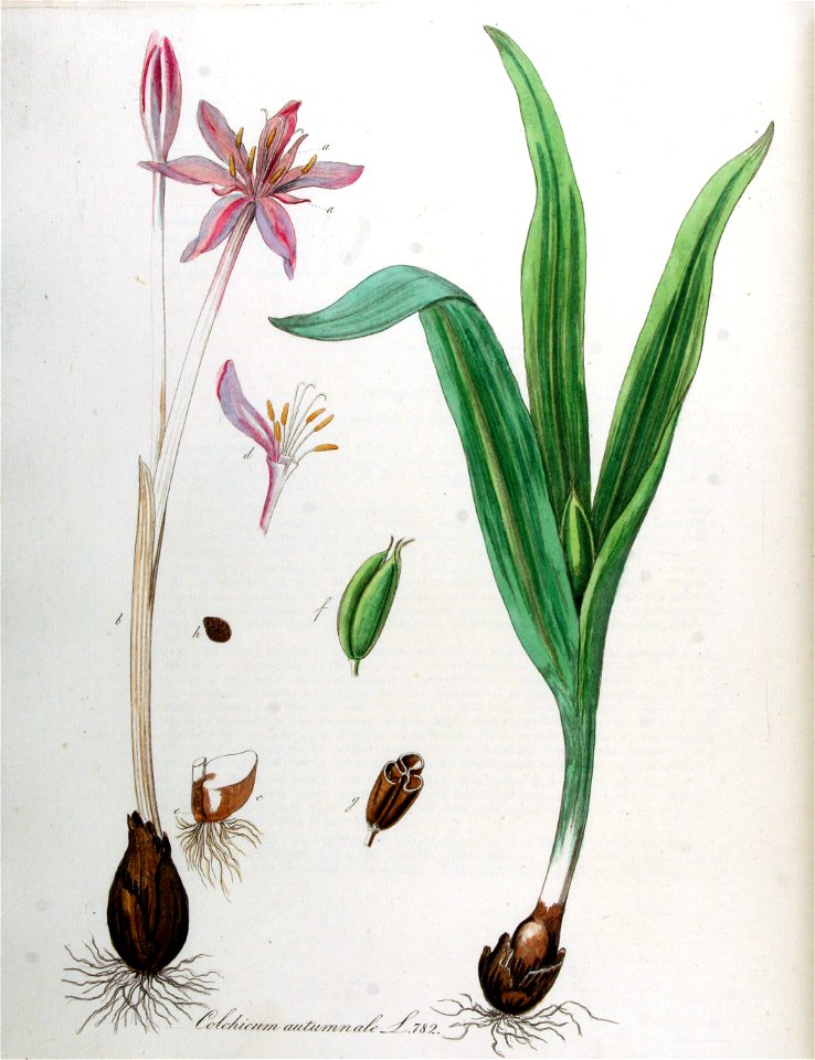 Colchicum autumnale — Flora Batava — Volume v10