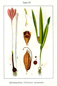 Colchicum autumnale Sturm27