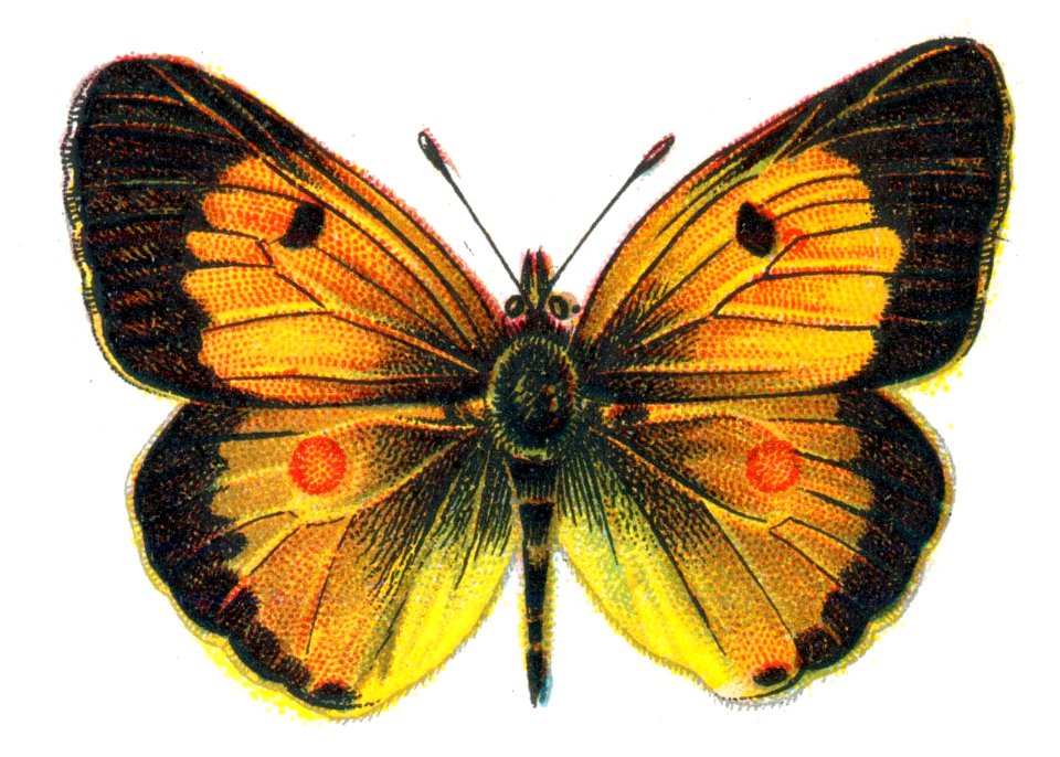 Colias edusa male par Nemos