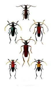 Coleoptera3RobinsonPZSL1866