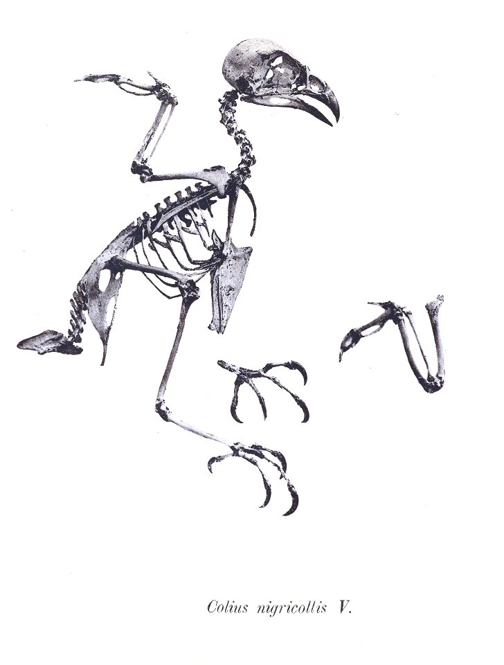 Colius nigricollis 93