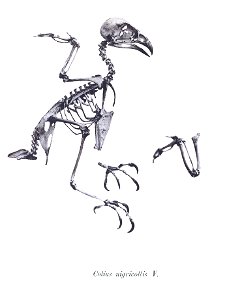 Colius nigricollis 93