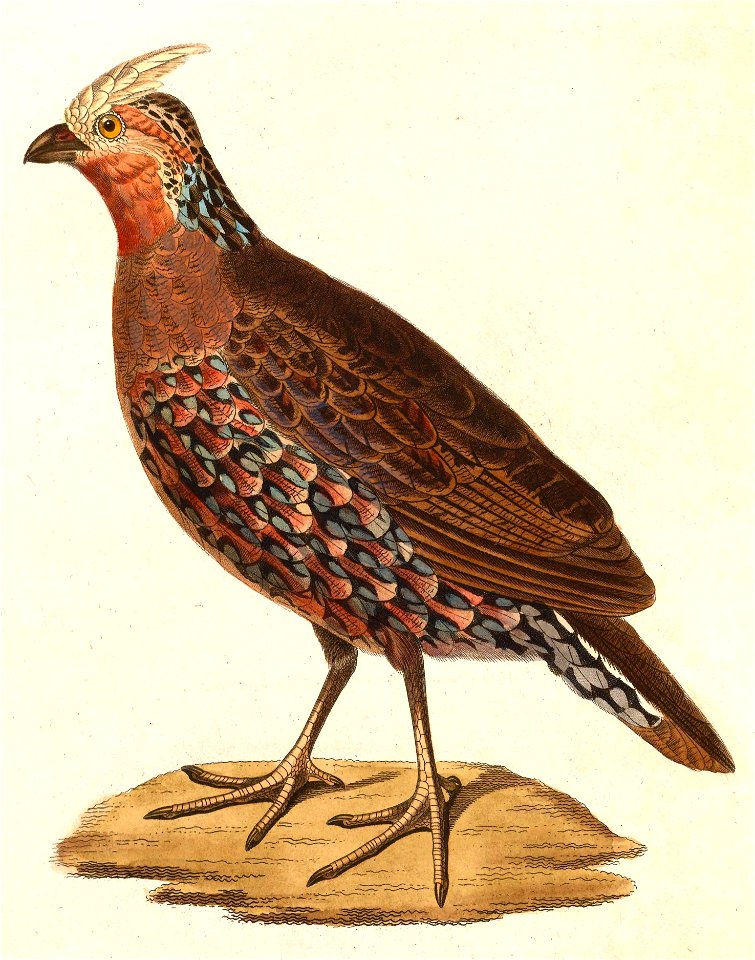 Colinus cristatus sonnini 1838