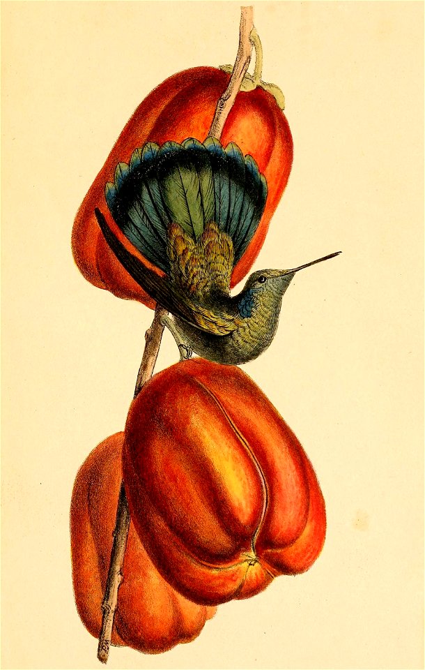 Colibri coruscans 1841