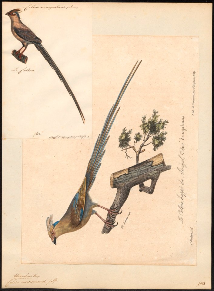 Colius macrourus - 1825-1834 - Print - Iconographia Zoologica - Special Collections University of Amsterdam - UBA01 IZ19300009
