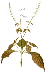 Coleus atropurpureus Blanco1.208-cropped