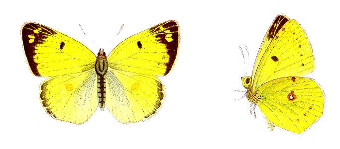 Colias hyale - Goldene Acht
