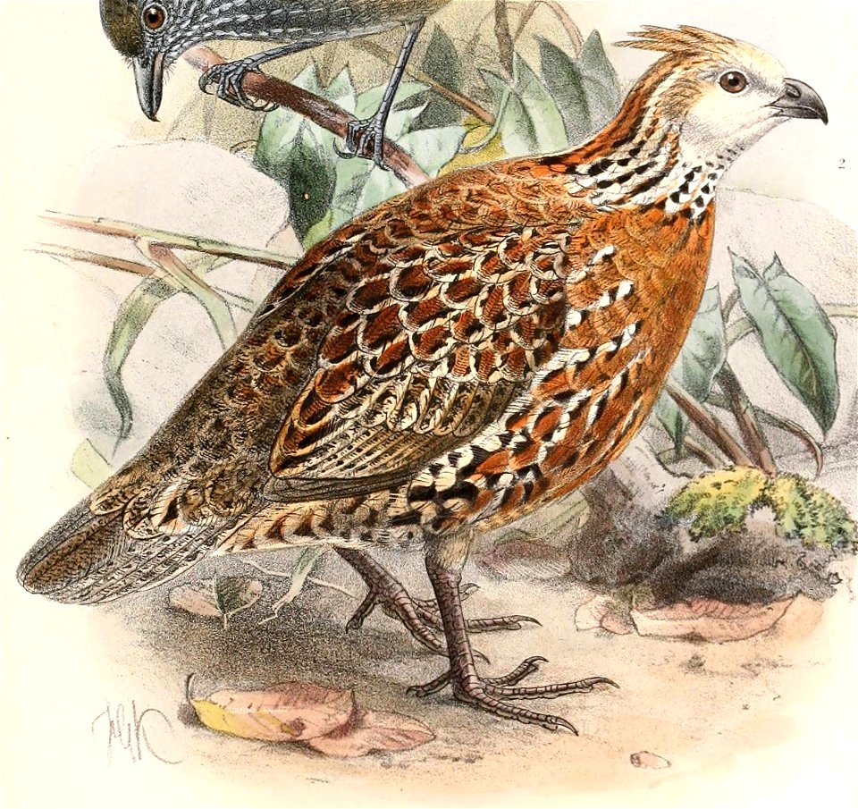 Colinus cristatus mocquerysi 1894