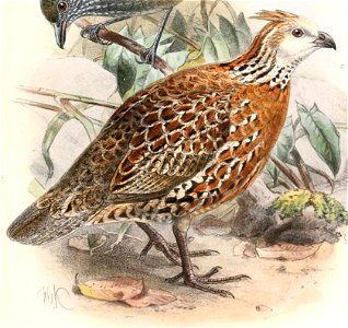 Colinus cristatus mocquerysi 1894