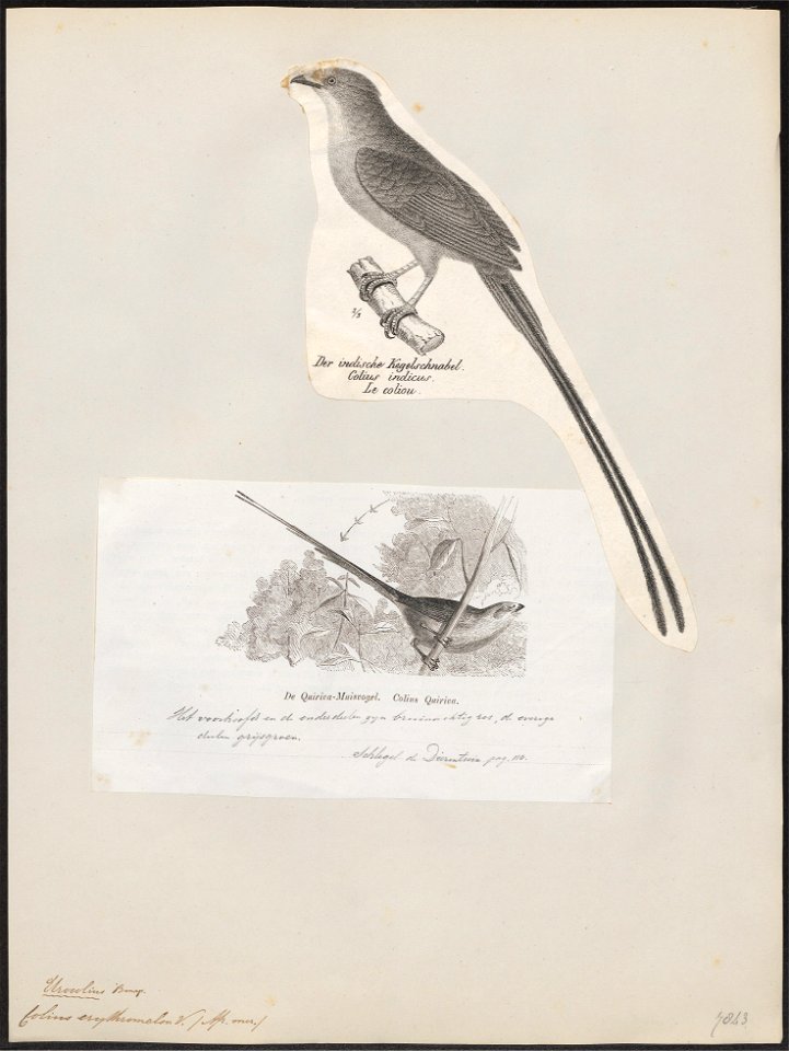 Colius erythromelon - 1809-1845 - Print - Iconographia Zoologica - Special Collections University of Amsterdam - UBA01 IZ19300013