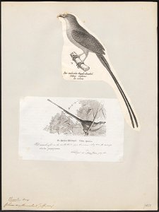 Colius erythromelon - 1809-1845 - Print - Iconographia Zoologica - Special Collections University of Amsterdam - UBA01 IZ19300013