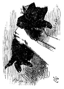 Black kitten