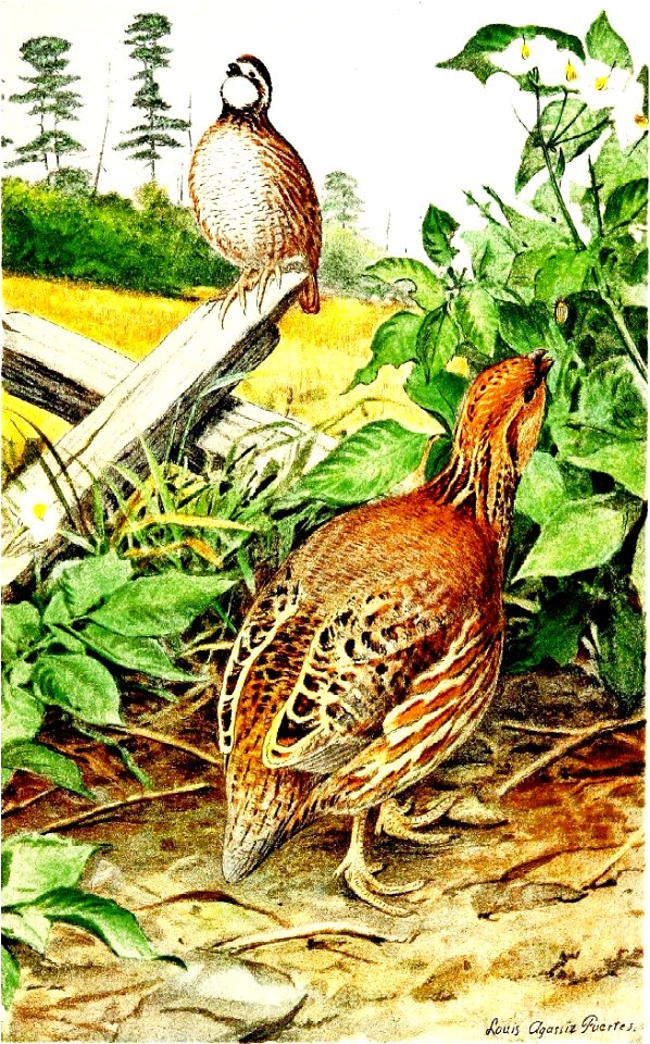 Colinus virginianus par L A Fuertes
