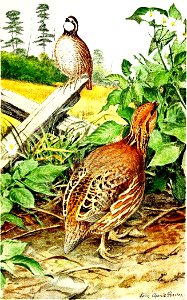 Colinus virginianus par L A Fuertes