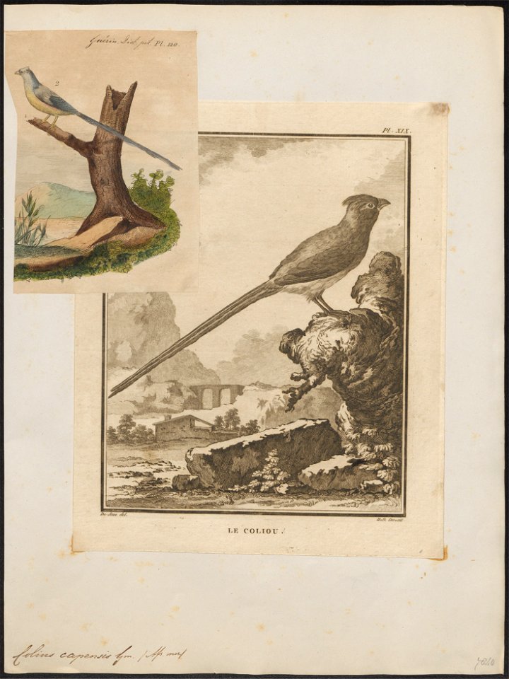 Colius capensis - 1700-1880 - Print - Iconographia Zoologica - Special Collections University of Amsterdam - UBA01 IZ19300005