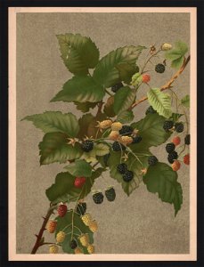 Blackberries - by Mrs. E.T. Fisher. LCCN2017650318