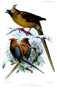ColiusKeulemans