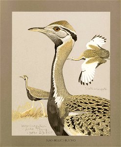Blackbellied bustard Fuertes