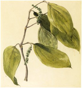 Black pepper vine, da Coleção Brasiliana Iconográfica