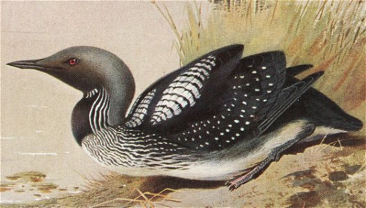 Black-throated Diver (Gavia arctica) (summer)