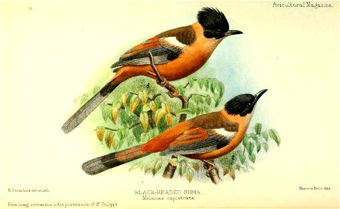 Black-headed Sibia (1903) by Herbert Goodchild