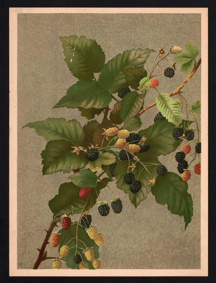 Blackberries - by Mrs. E.T. Fisher. LCCN2017650318