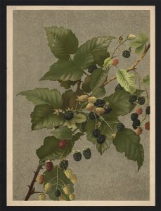 Blackberries - by Mrs. E.T. Fisher. LCCN2017650318