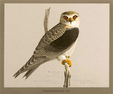 Blackshouldered kite Fuertes