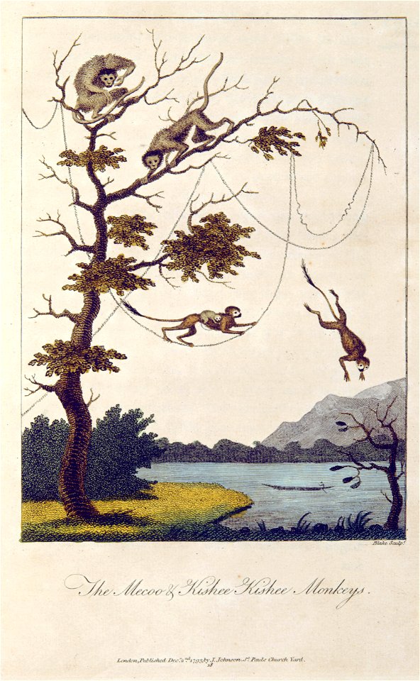Blake after John Gabriel Stedman Narrative of a Five Years copy 2 object 4