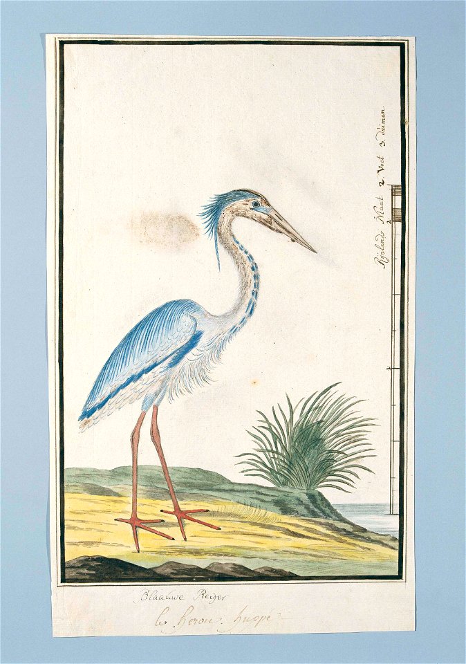 Blauwe reiger (Ardea cinerea)