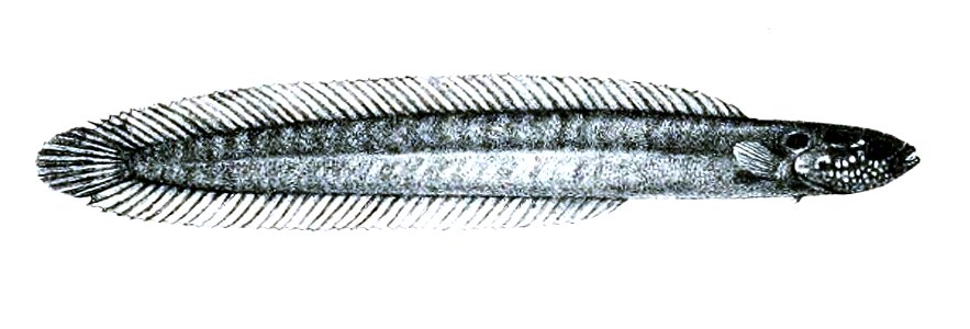 BlennodesmusScapularisFord