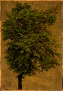 Carl Blechen - Junge Eiche