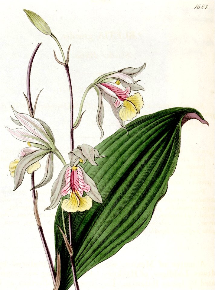 Bletia gracilis - Edwards vol 20 pl 1681 (1835) (cropped)