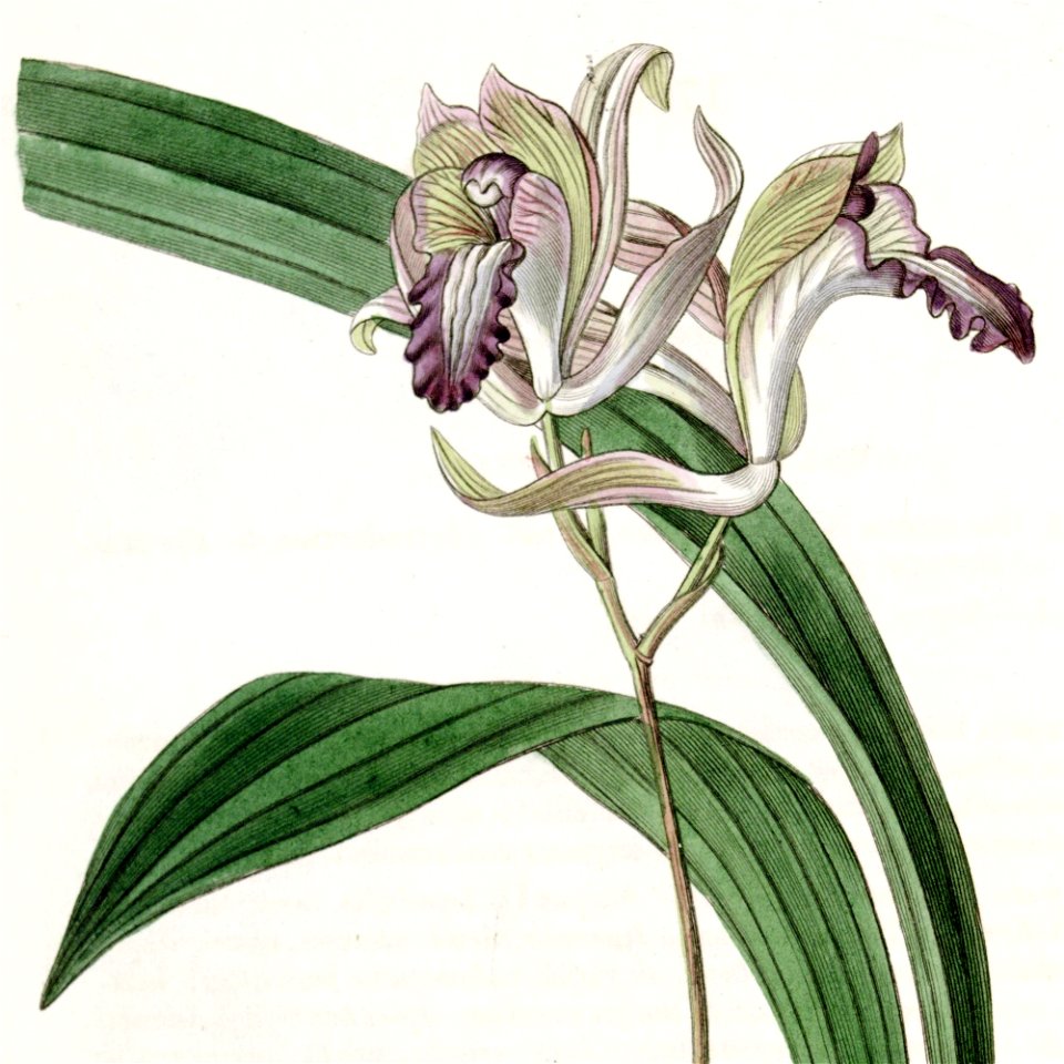 Bletia reflexa - Edwards vol 21 pl 1760 (1836) (cropped)