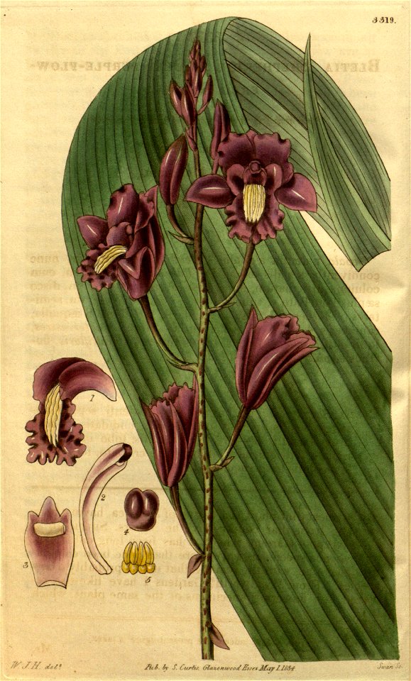 Bletia florida (as Bletia shepherdii) - Curtis' 61 (N.S. 8) pl. 3319 (1834)