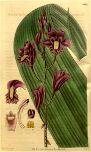 Bletia florida (as Bletia shepherdii) - Curtis' 61 (N.S. 8) pl. 3319 (1834)
