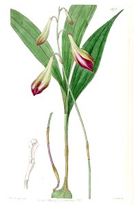 Bletia purpurata (as Crybe rosea) - Edwards vol 22 pl 1872 (1836)