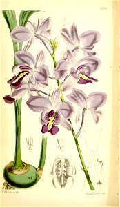 Bletia catenulata (as Bletia sherrattiana) - Curtis' 93 (Ser. 3 no. 23) pl. 5646 (1867)