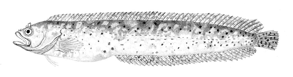 Blennophis anguillaris