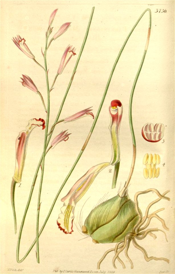 Bletia parkinsonii
