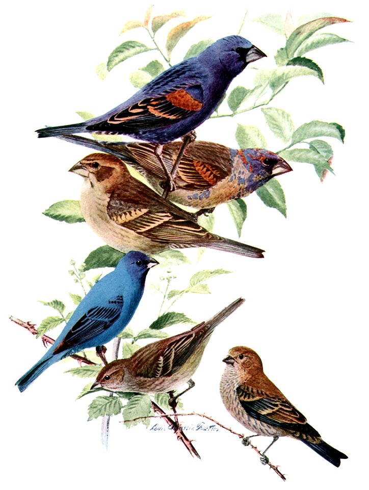 Blue Grosbeak, Guiraca caerulea (upper), Indigo Bunting, Passerina cyanea