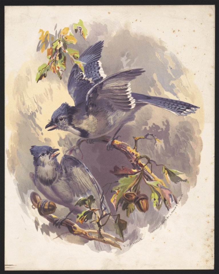 Blue Jays - after H.W. Herrick. LCCN2016652307