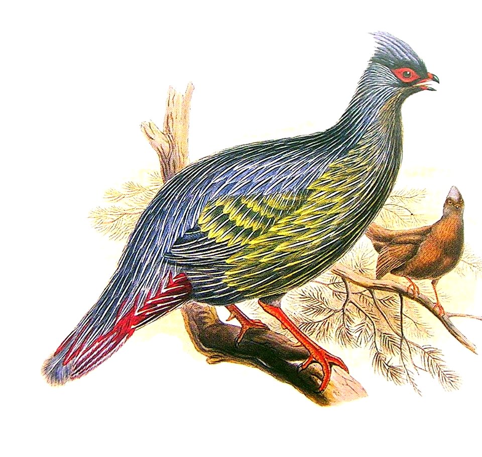 BloodPheasantGouldRichter