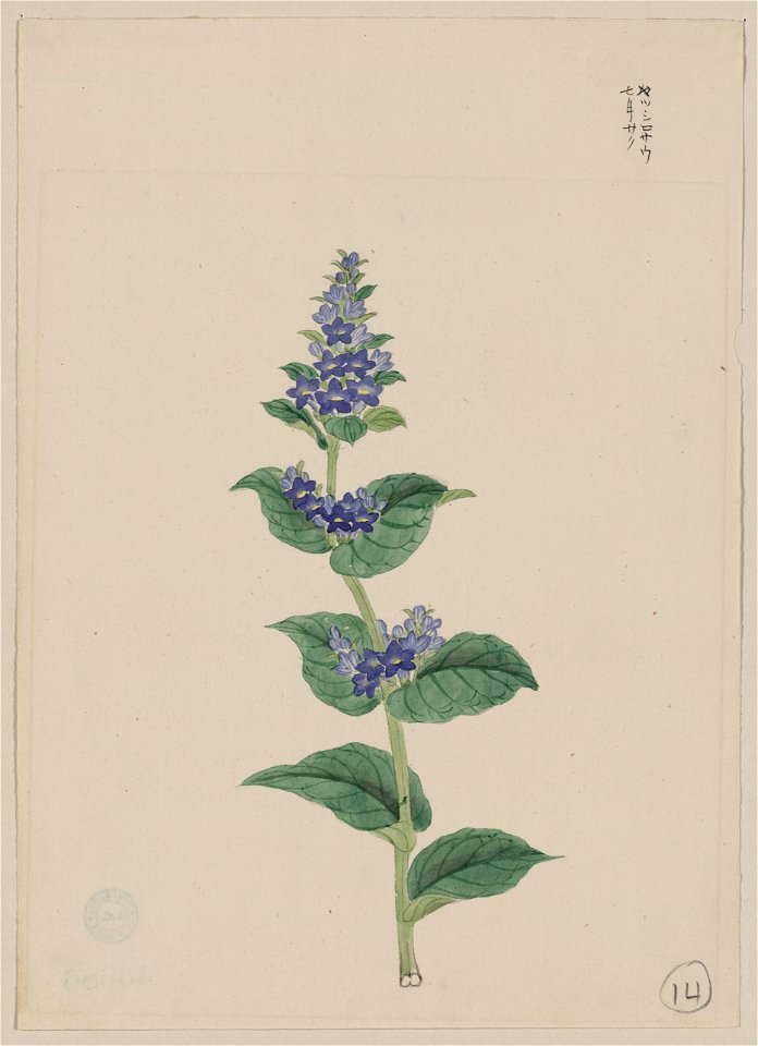 Blue blossoms on stalk with leaves LCCN2009630289