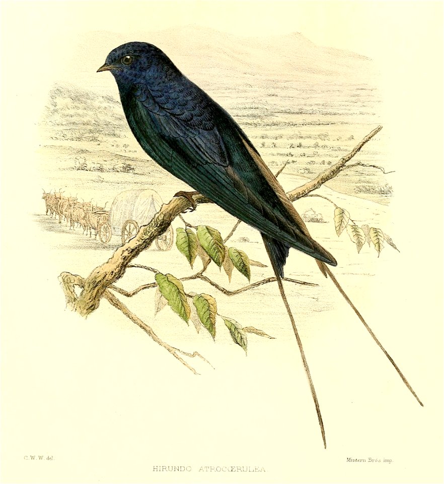 Blue Swallow - Hirundo atrocaerulea