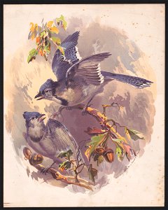Blue Jays - after H.W. Herrick. LCCN2016652307. Free illustration for personal and commercial use.