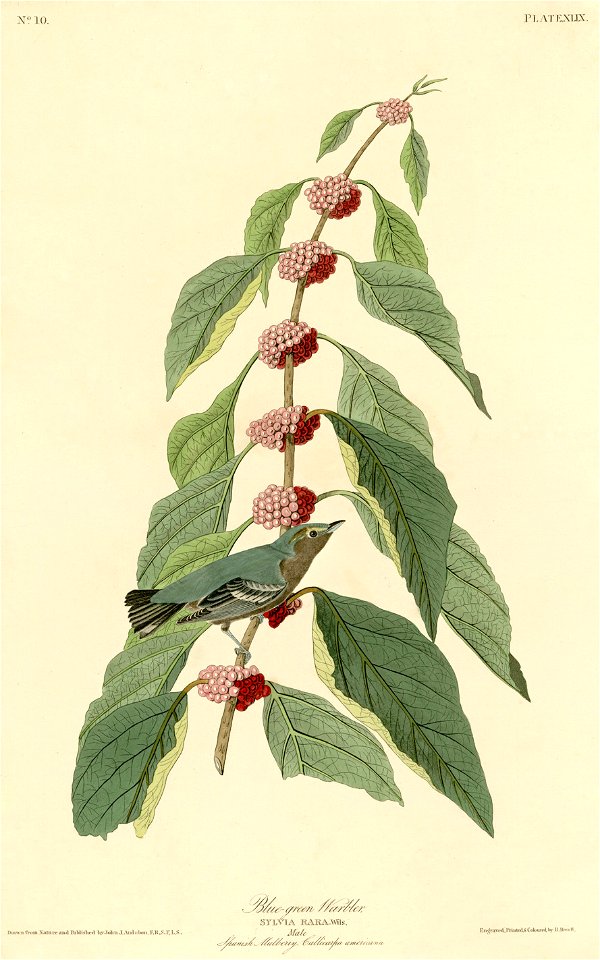 Blue-green Warbler (Audubon)