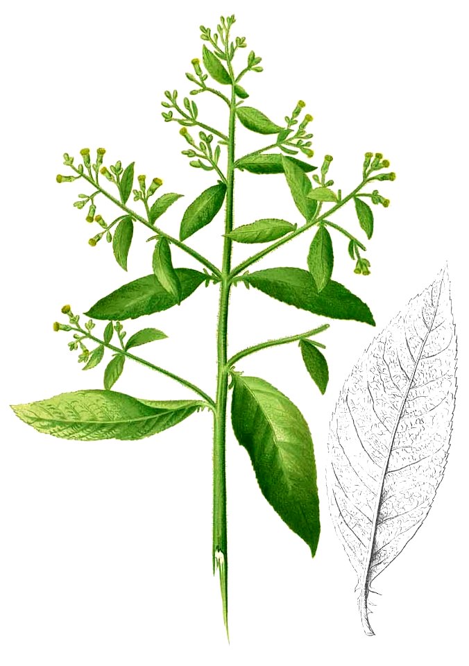 Blumea balsamifera Blanco2.403-cropped