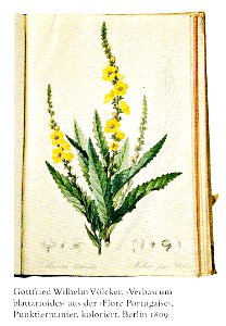 Blumen-Vorlage-P8
