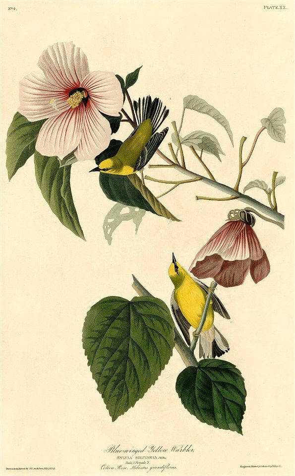 Blue-winged Yellow Warbler (Audubon)